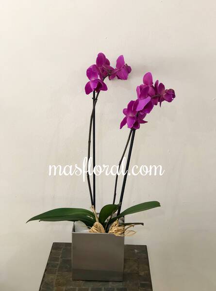 Orquidea morada en acero