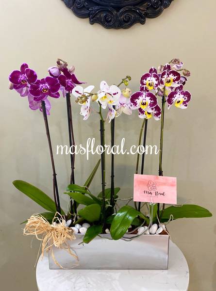 Orquídeas para mi abuelita